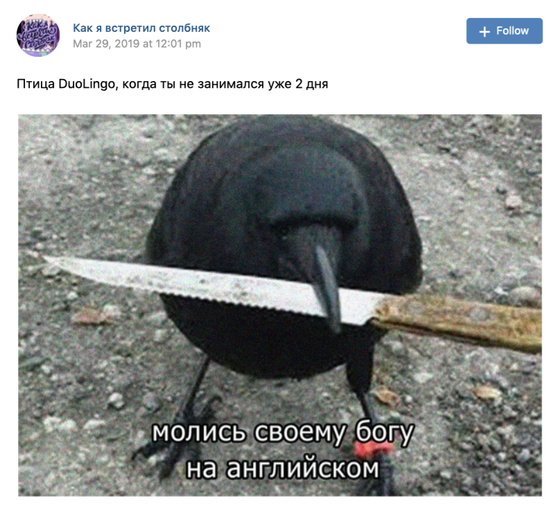 Мем с совой Duolingo