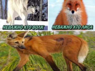 Мемы про волков с цитатами
