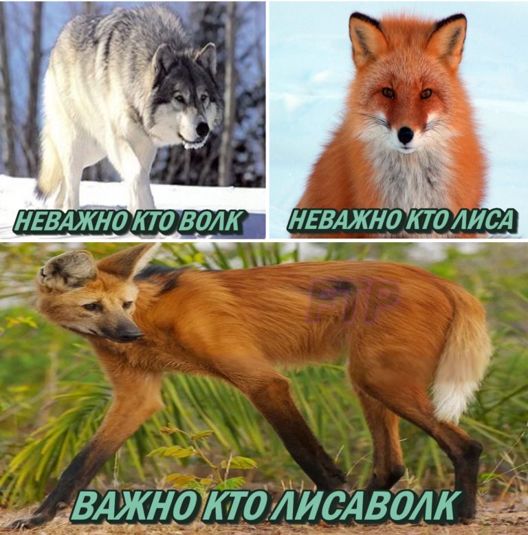 Мемы про волков с цитатами