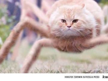 Летящий кот