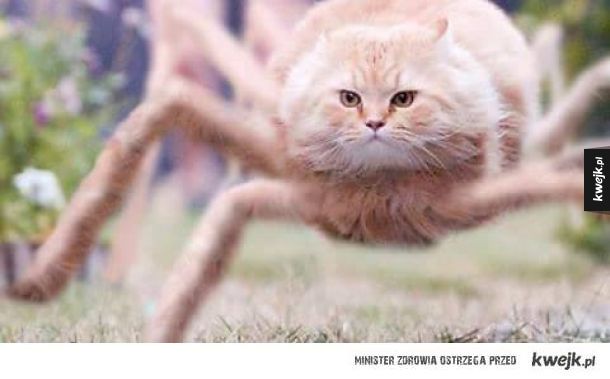 Летящий кот