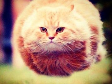 Летящий кот