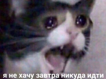 Кот кричит