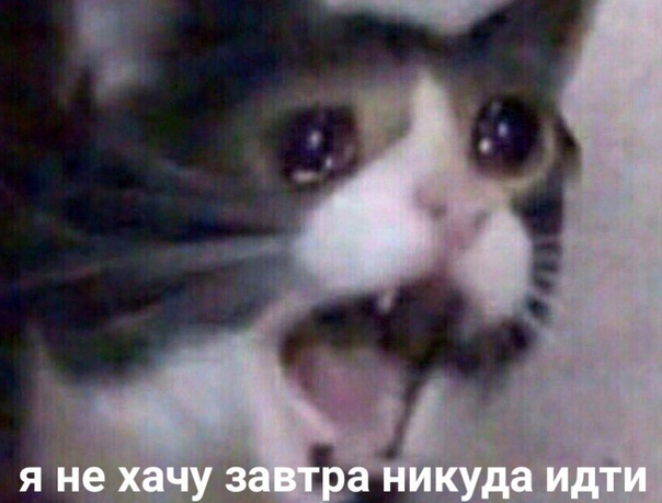 Кот кричит