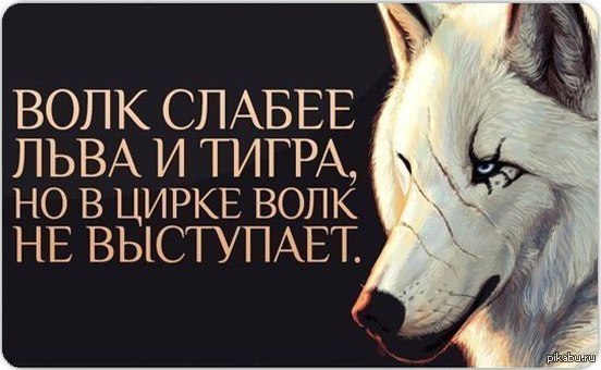 волк слабее льва и тигра но в цирке волк не выступает волк слабее льва и тигра но в цирке волк не выступает
