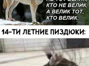 мемы с волками