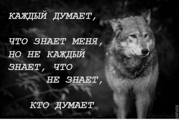 Волки с цитатами мем