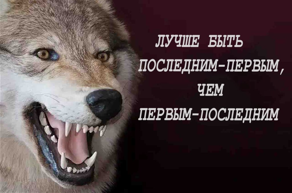 Волки с цитатами мем