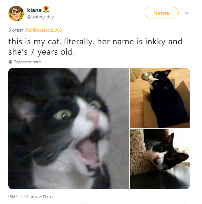 Кот кричит