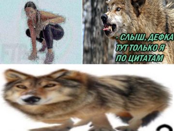 Мемы про волков с цитатами