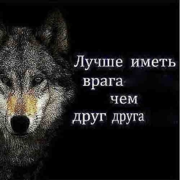 Волки с цитатами мем