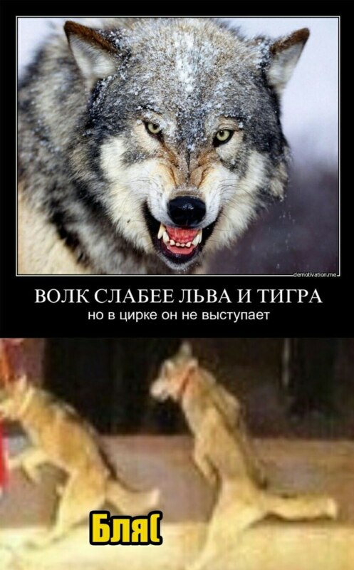 Мемы про волков с цитатами