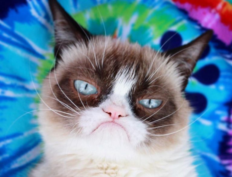 Умерла Grumpy Cat