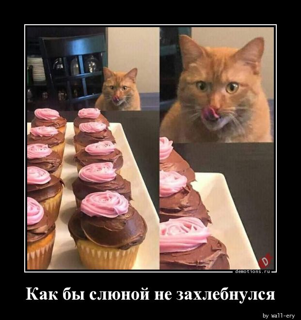 Кот сладкоежка