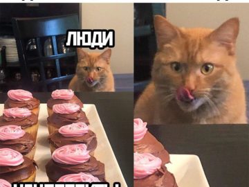 Кот сладкоежка