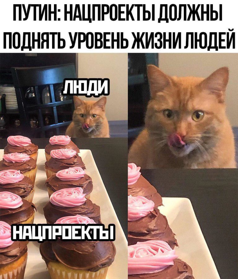 Кот сладкоежка