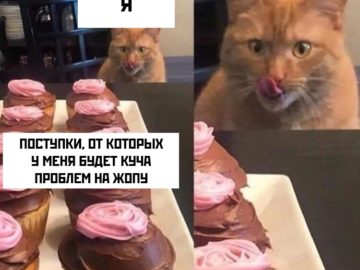 Кот сладкоежка