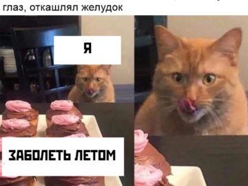 Кот сладкоежка