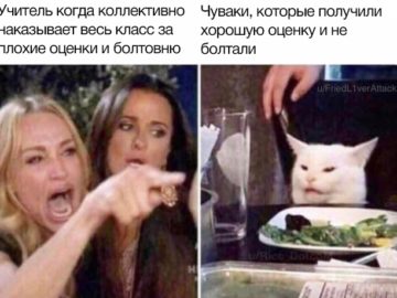 Озадаченный кот сидит за столом