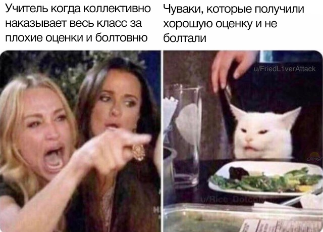 Озадаченный кот сидит за столом