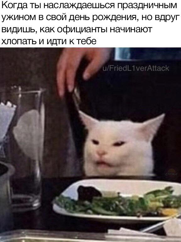Озадаченный кот сидит за столом