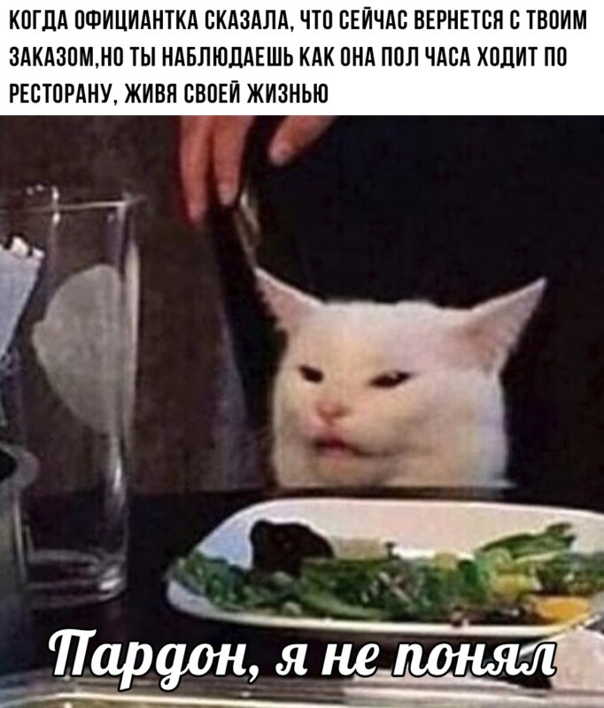 Озадаченный кот сидит за столом