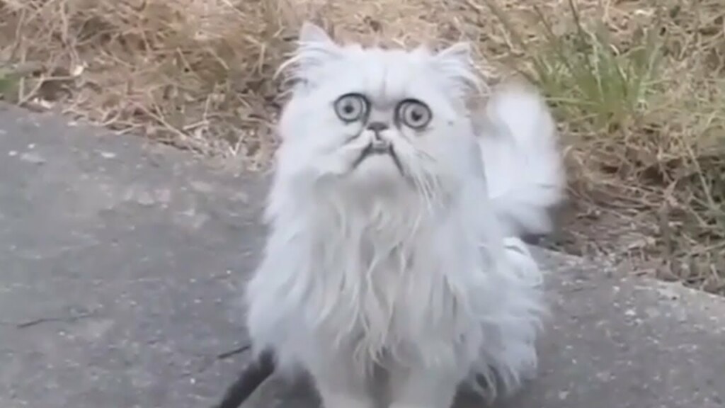 Wilfred the cat Wilfred the cat