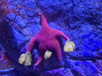 Морская звезда Патрик в реальной жизни