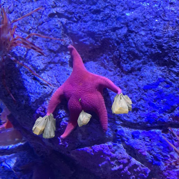 Морская звезда Патрик в реальной жизни