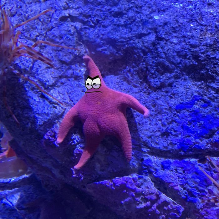 Морская звезда Патрик в реальной жизни
