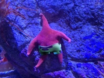 Морская звезда Патрик в реальной жизни