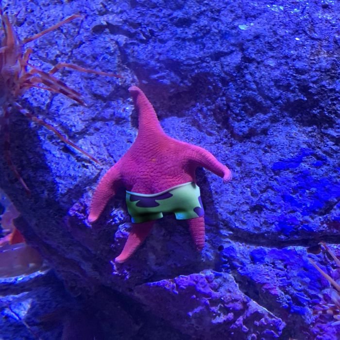 Морская звезда Патрик в реальной жизни