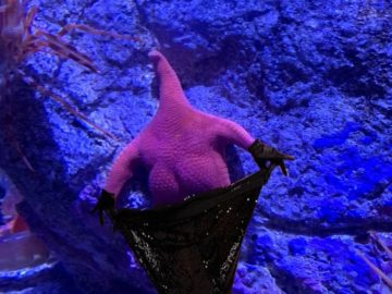 Морская звезда Патрик в реальной жизни