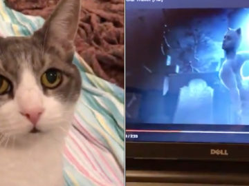 Настоящие кошки смотрят трейлер мюзикла Сats