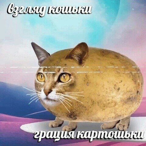 Взгляд кошки грацию картошки Взгляд кошки грацию картошки