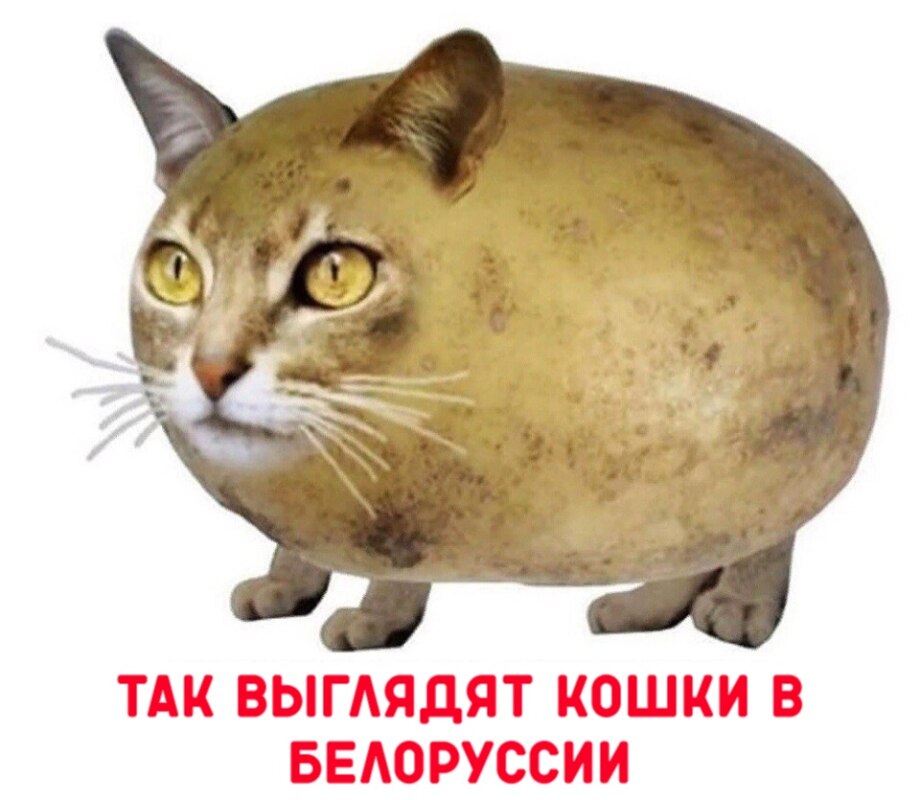 Кошка картошка Кошка картошка