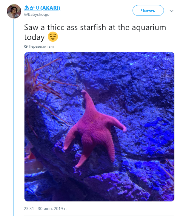 Морская звезда Морская звезда
