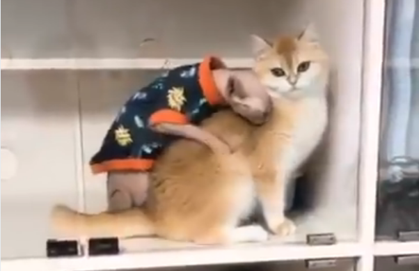 Лысый кот обнимается с красивой кошкой