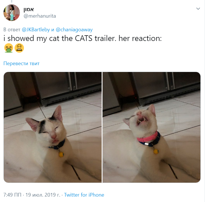Настоящие кошки смотрят трейлер мюзикла Сats Настоящие кошки смотрят трейлер мюзикла Сats