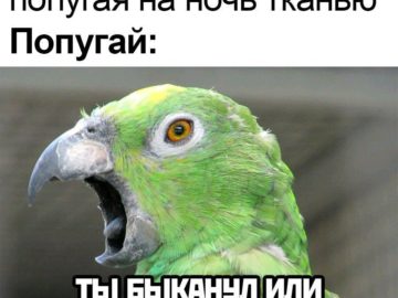 Мне показалось или ты быканул