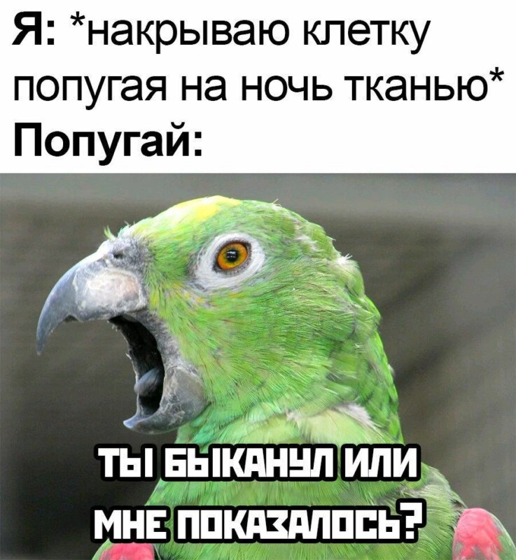 Мне показалось или ты быканул