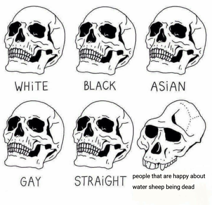 Water sheep meme Water sheep meme