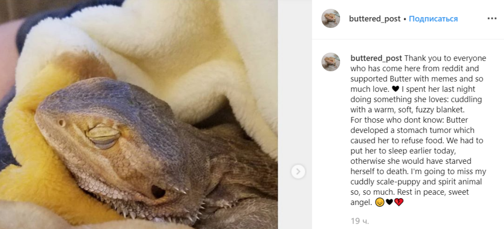 Butter the lizard meme