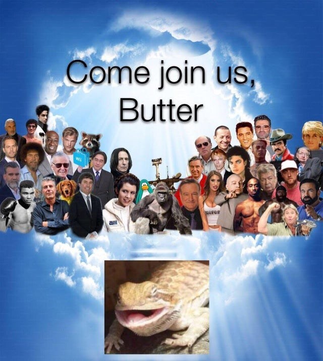 Butter lizard bearded dragon meme