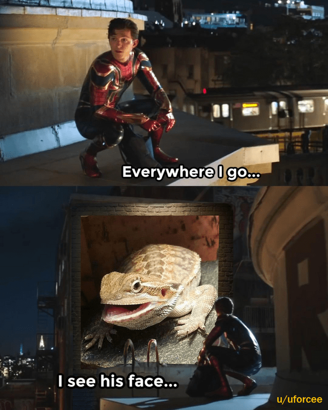 Butter lizard bearded dragon meme