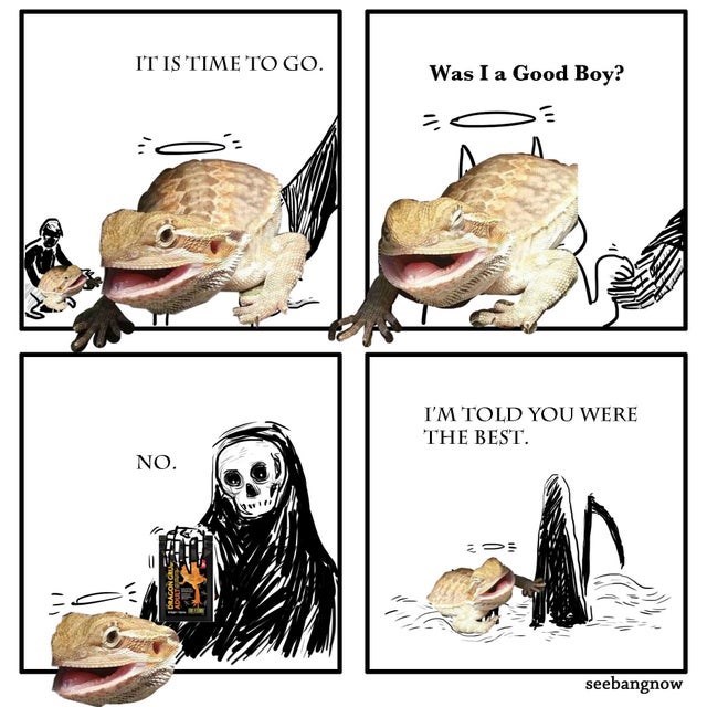 Butter lizard bearded dragon meme