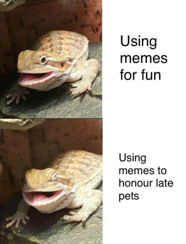 Butter lizard bearded dragon meme