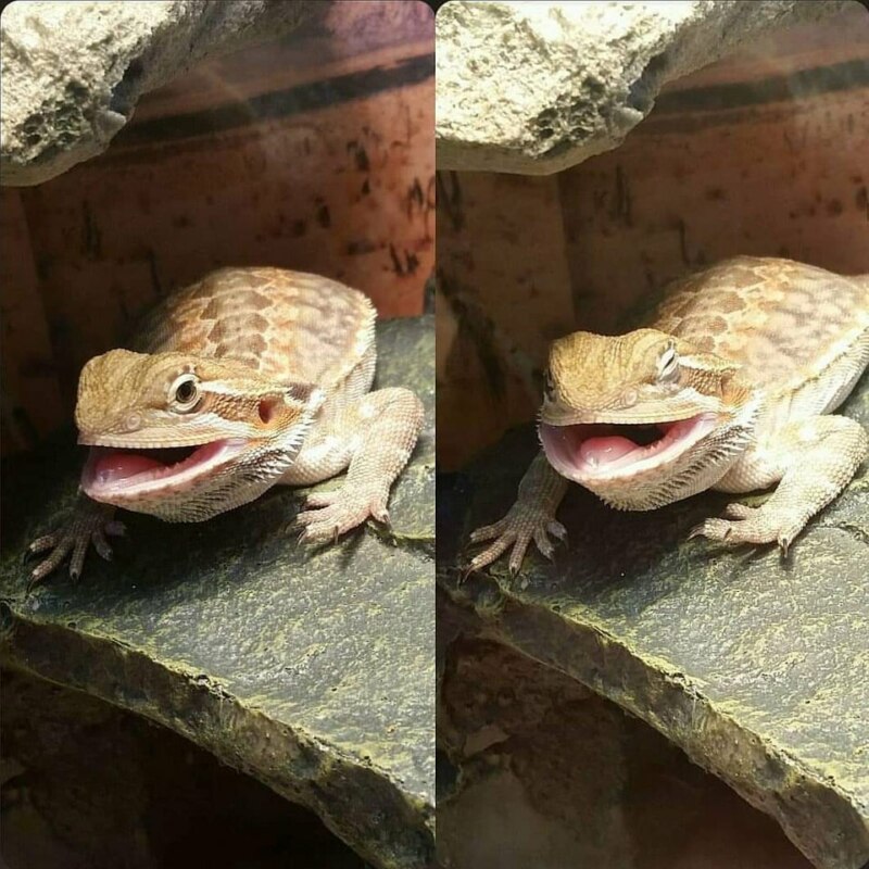 Who is Butter lizard