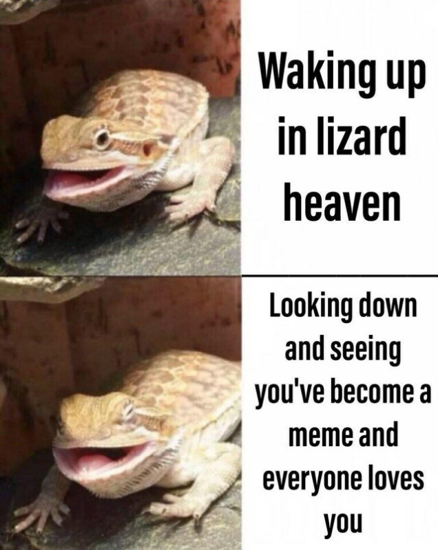 Butter lizard bearded dragon meme