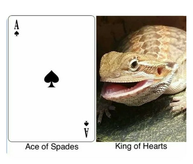 Butter lizard bearded dragon meme